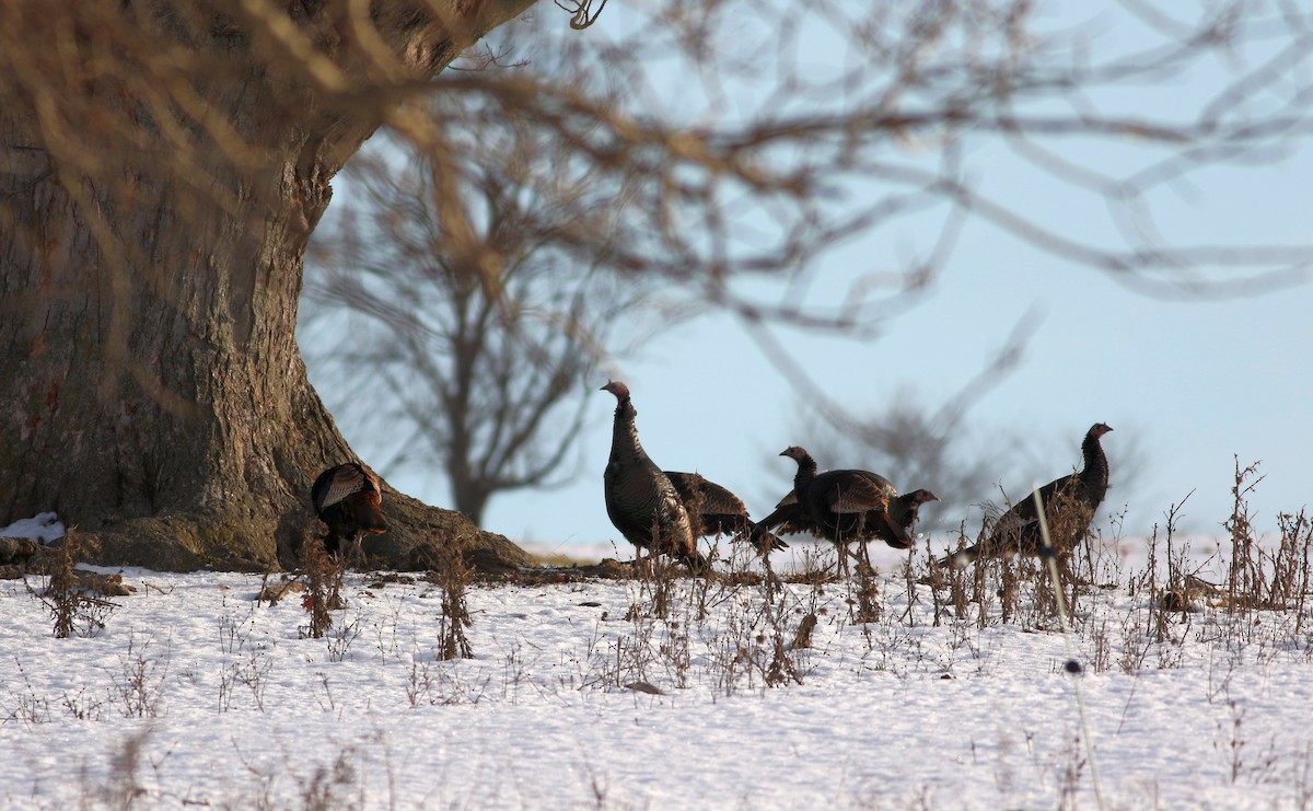 Wild Turkey - ML293227971