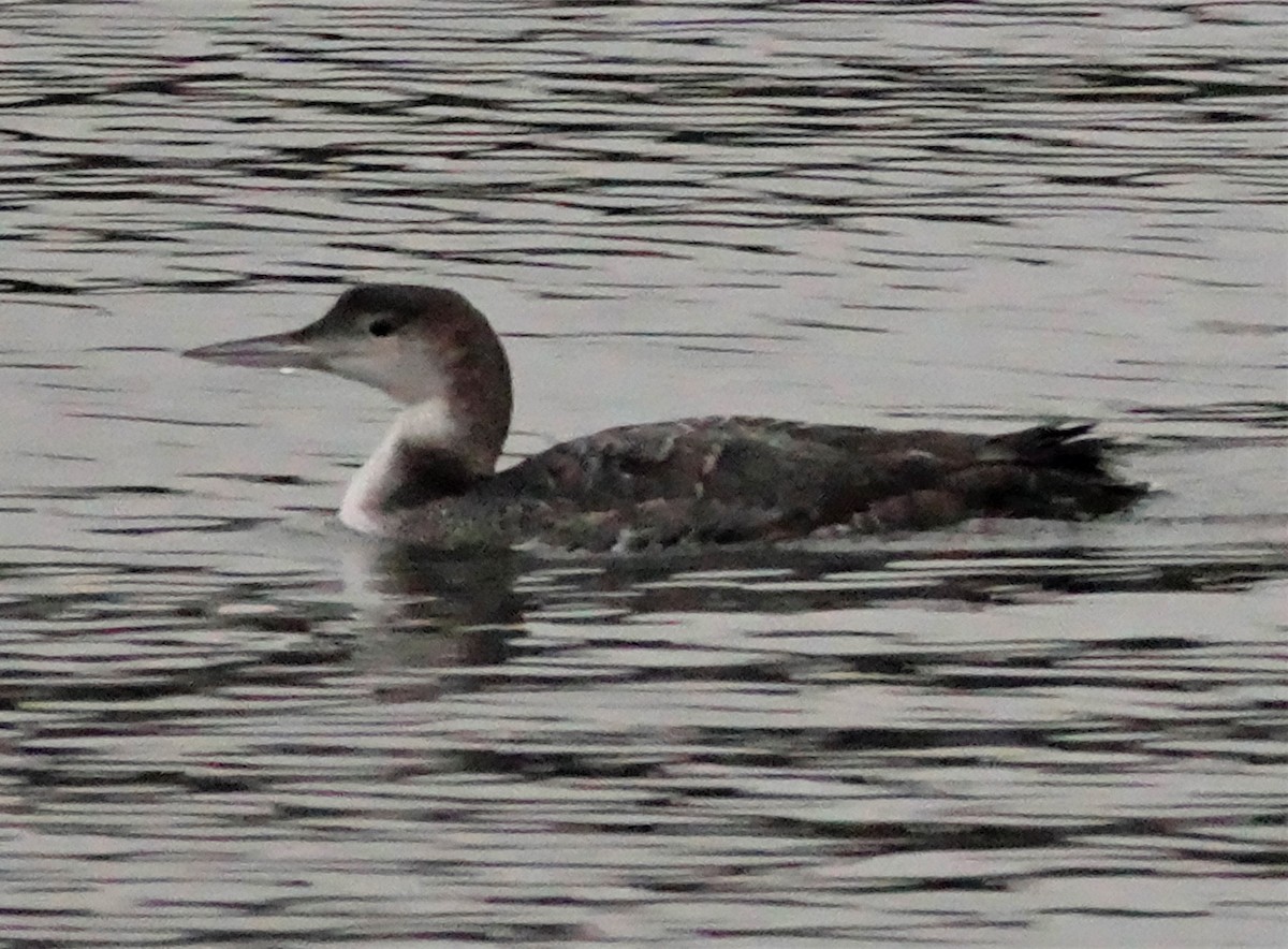 Plongeon huard - ML293227991