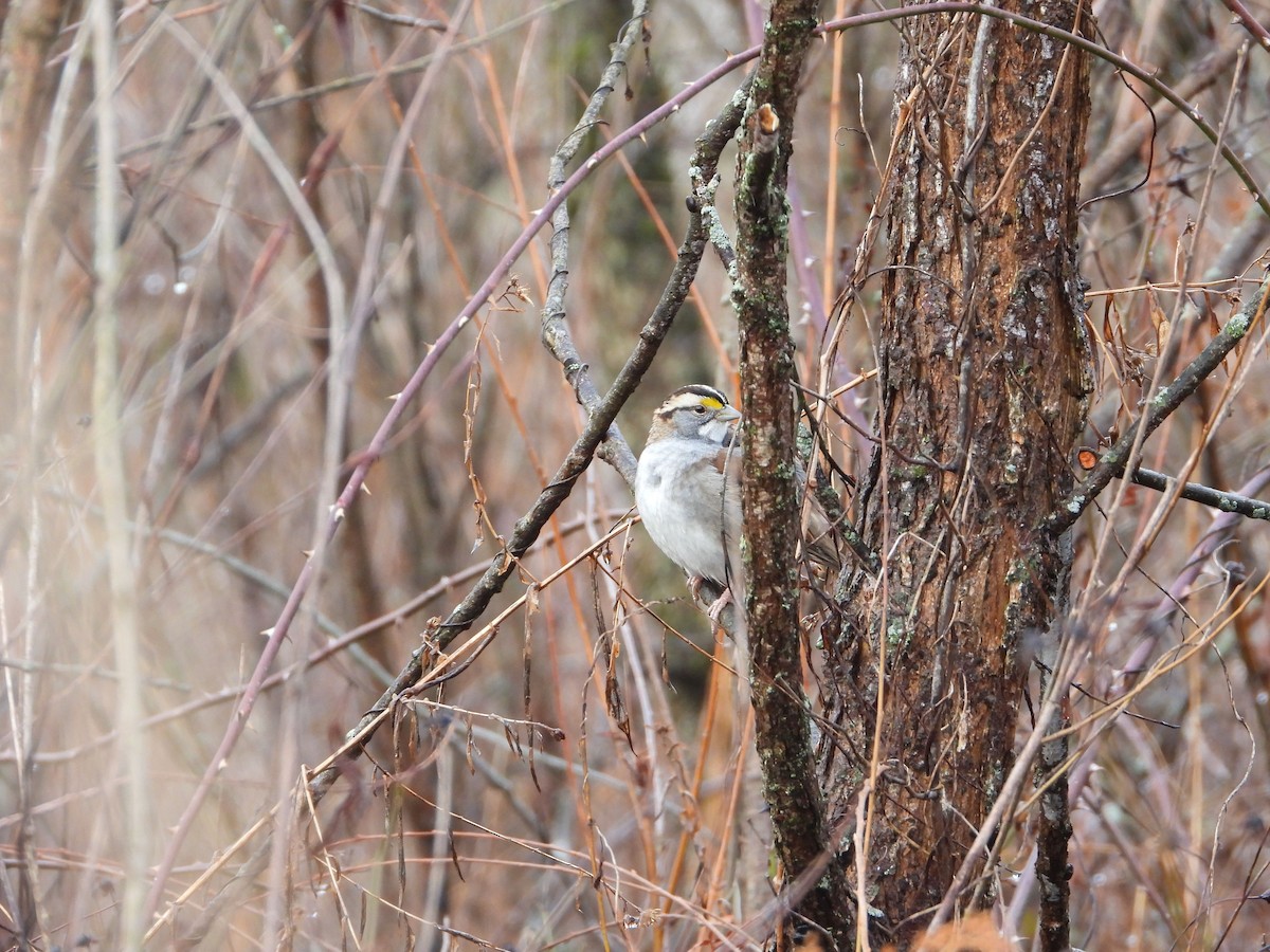 White-throated Sparrow - ML293229371