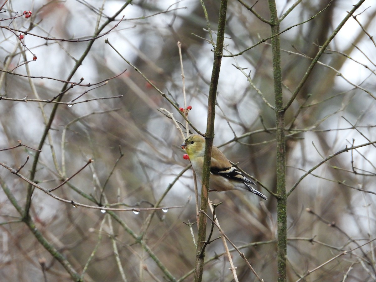 American Goldfinch - ML293229601