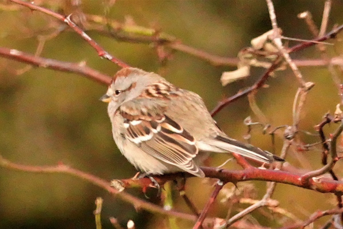 American Tree Sparrow - ML293229701