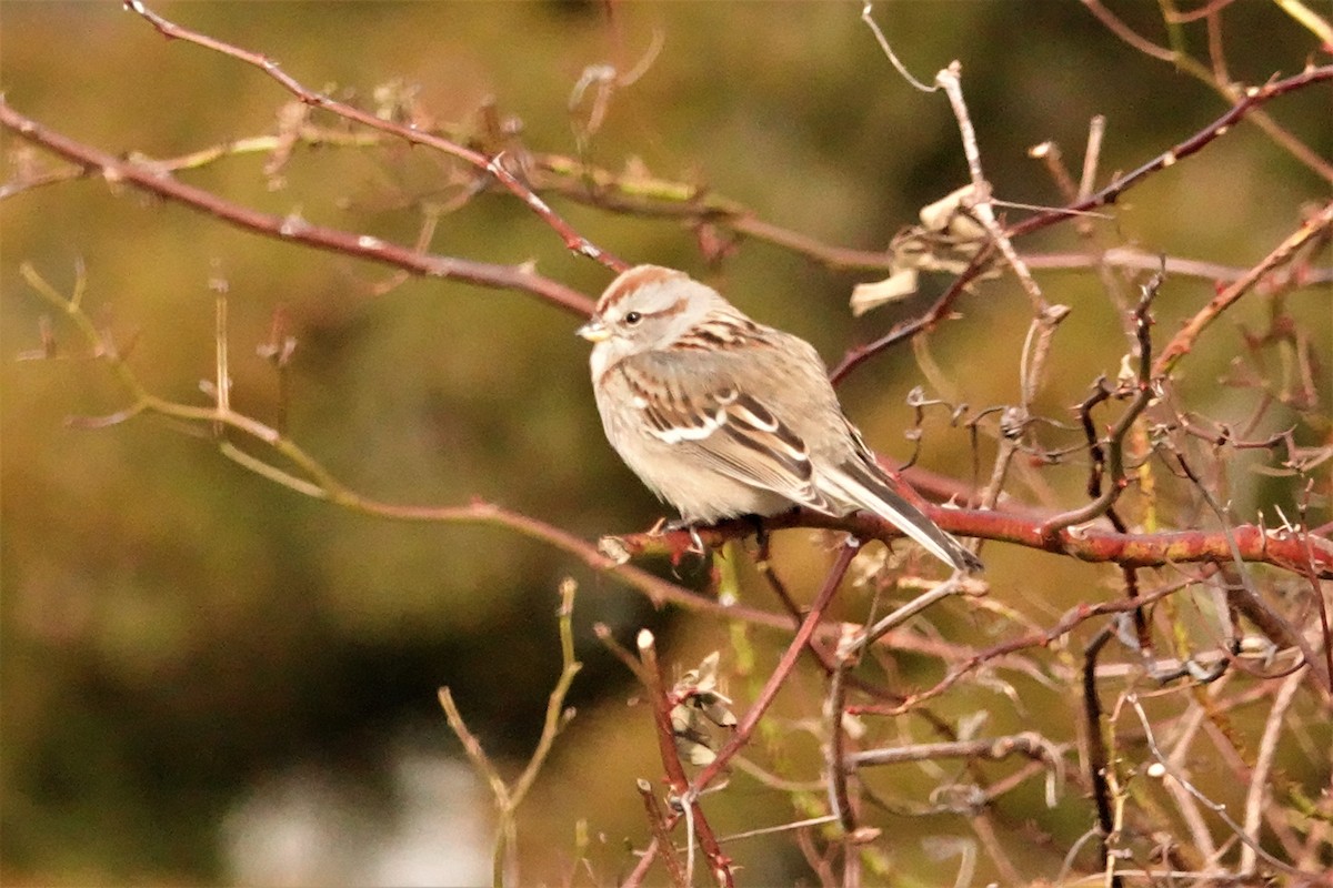 American Tree Sparrow - Cynthia Ehlinger