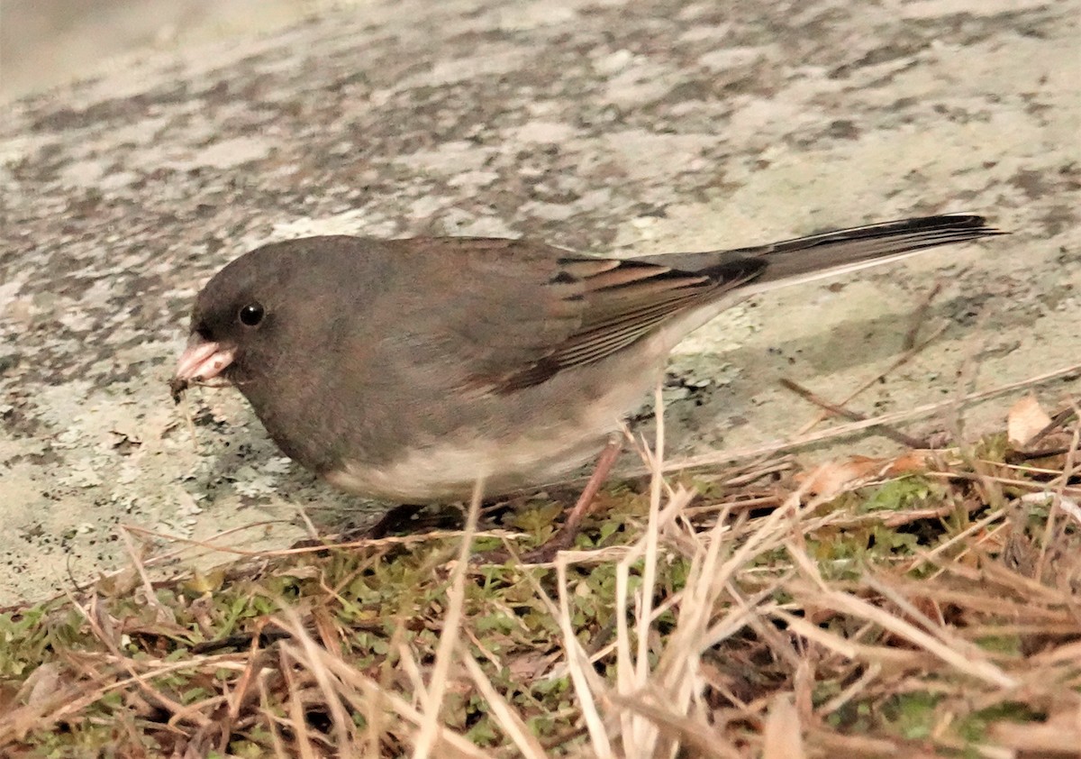 Dark-eyed Junco - ML293229791