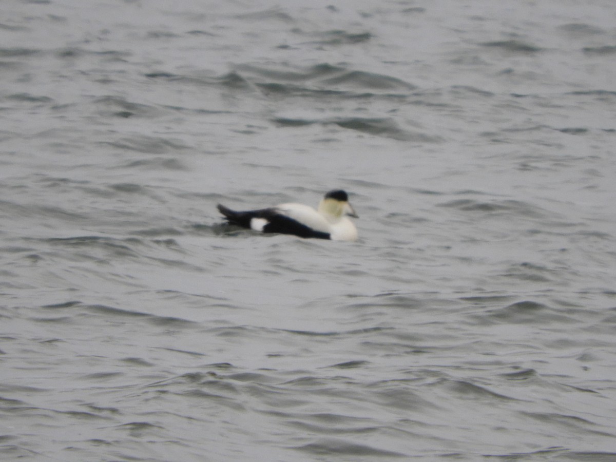 Common Eider - ML293230501