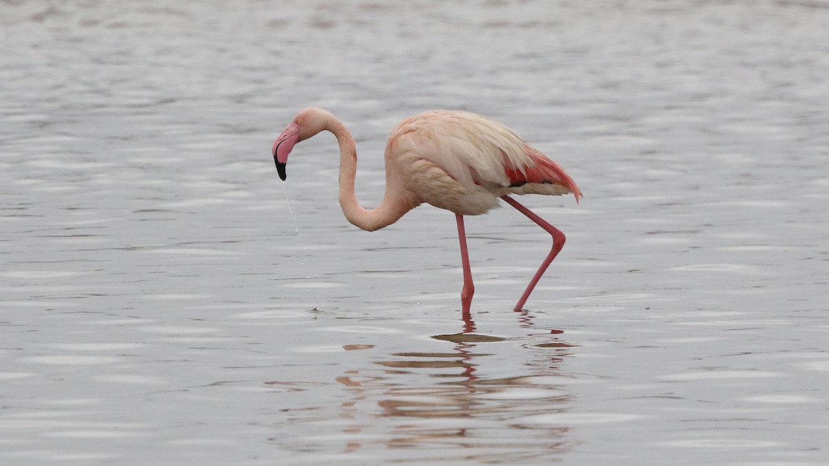 Greater Flamingo - Daniel Jauvin