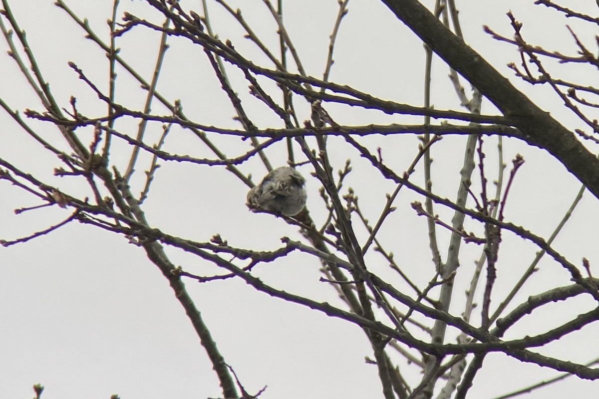 Hoary Redpoll - ML293233011