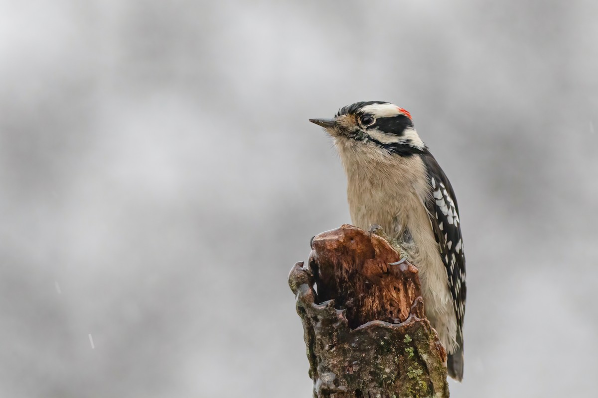 Downy Woodpecker - ML293240721