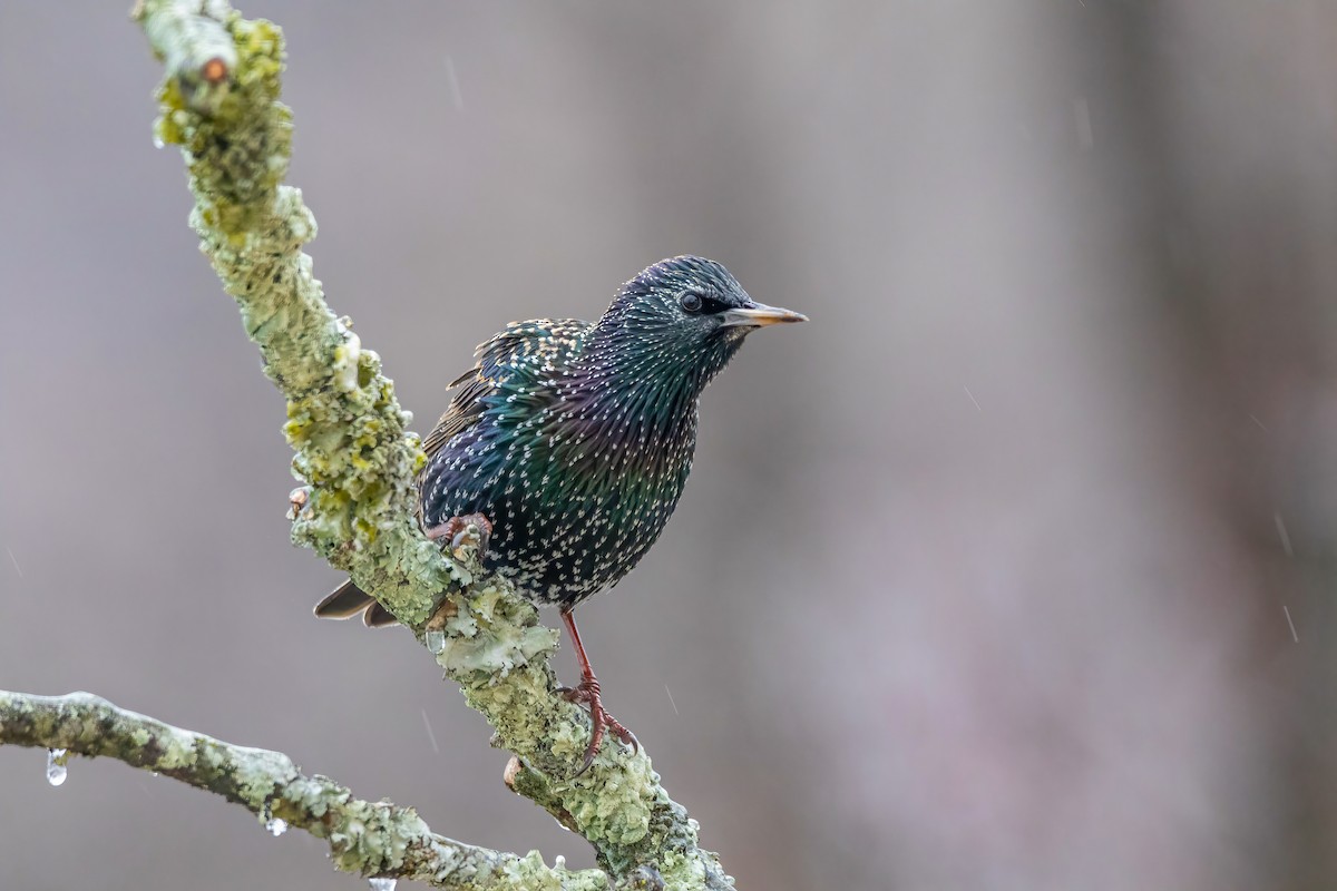 European Starling - Matthew Plante