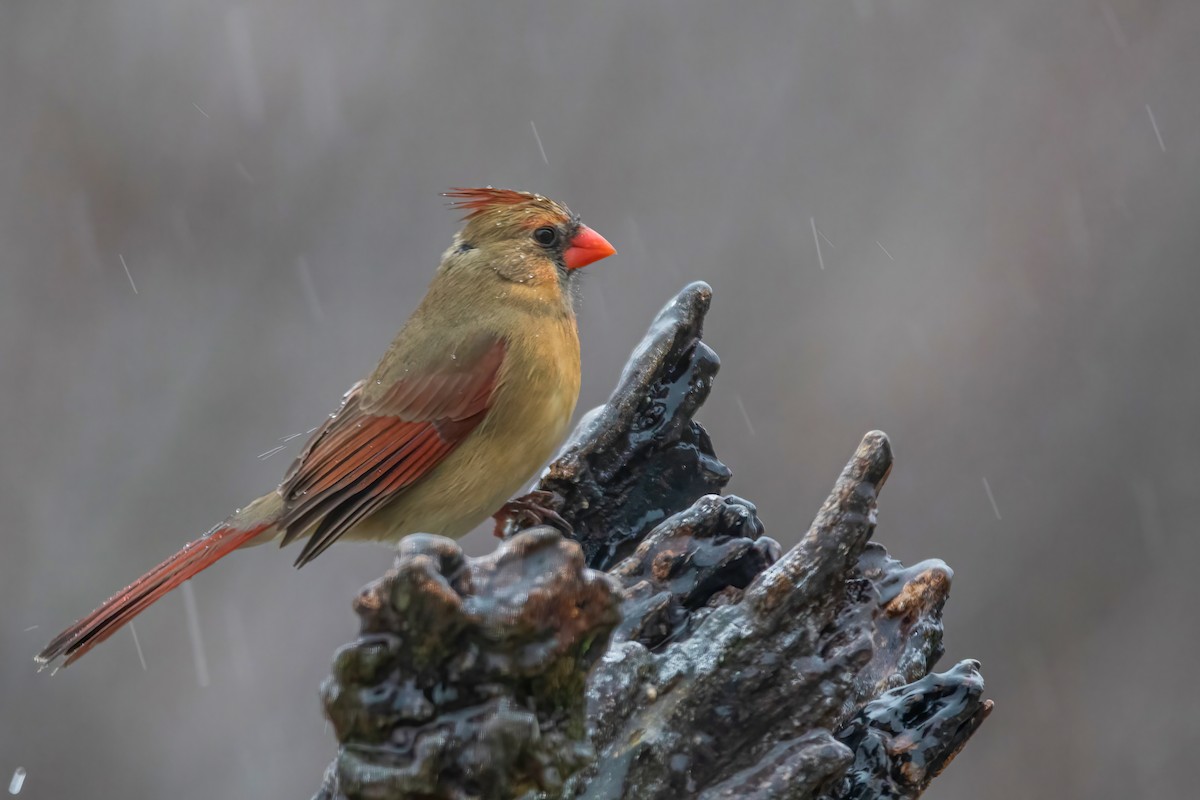 Northern Cardinal - ML293241261