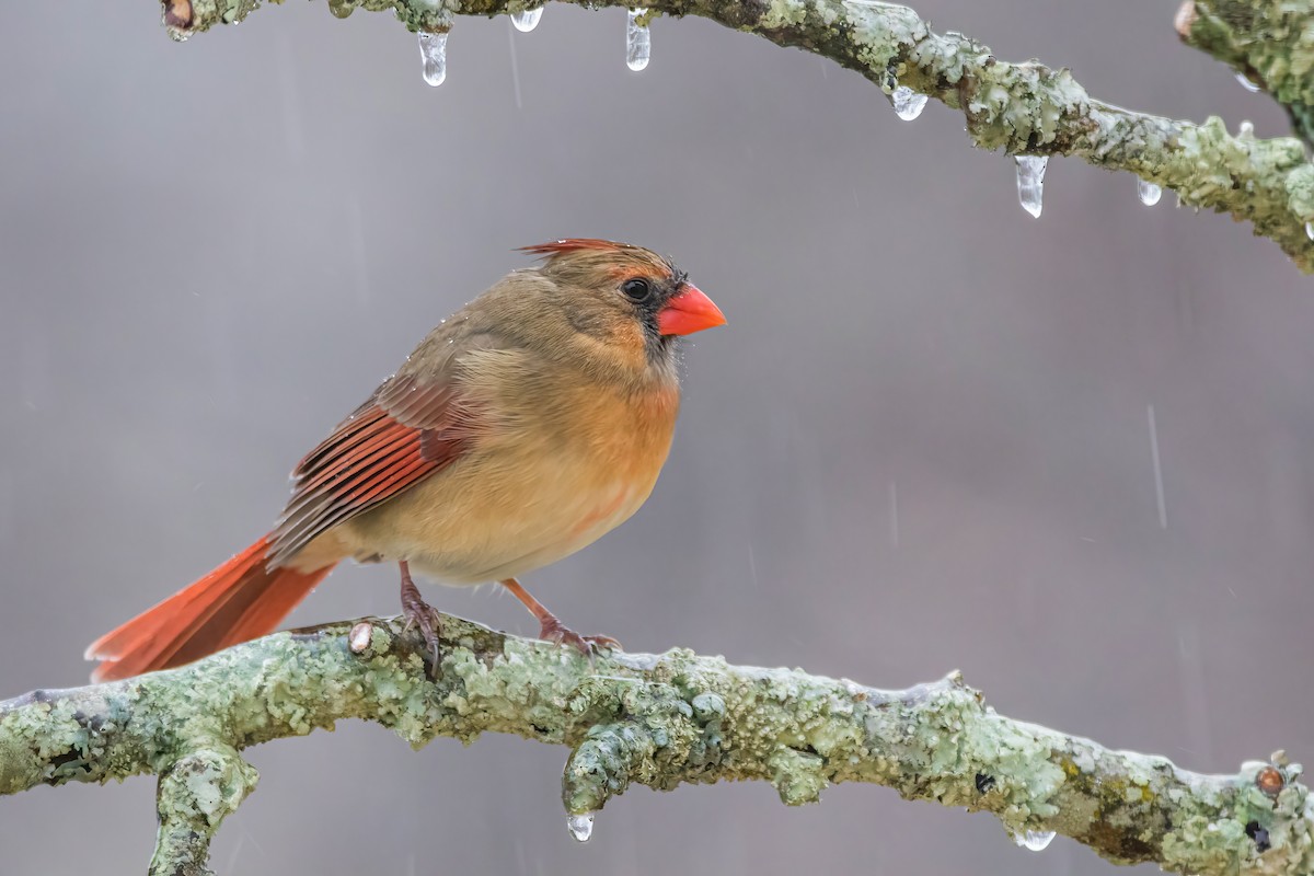 Northern Cardinal - ML293241381