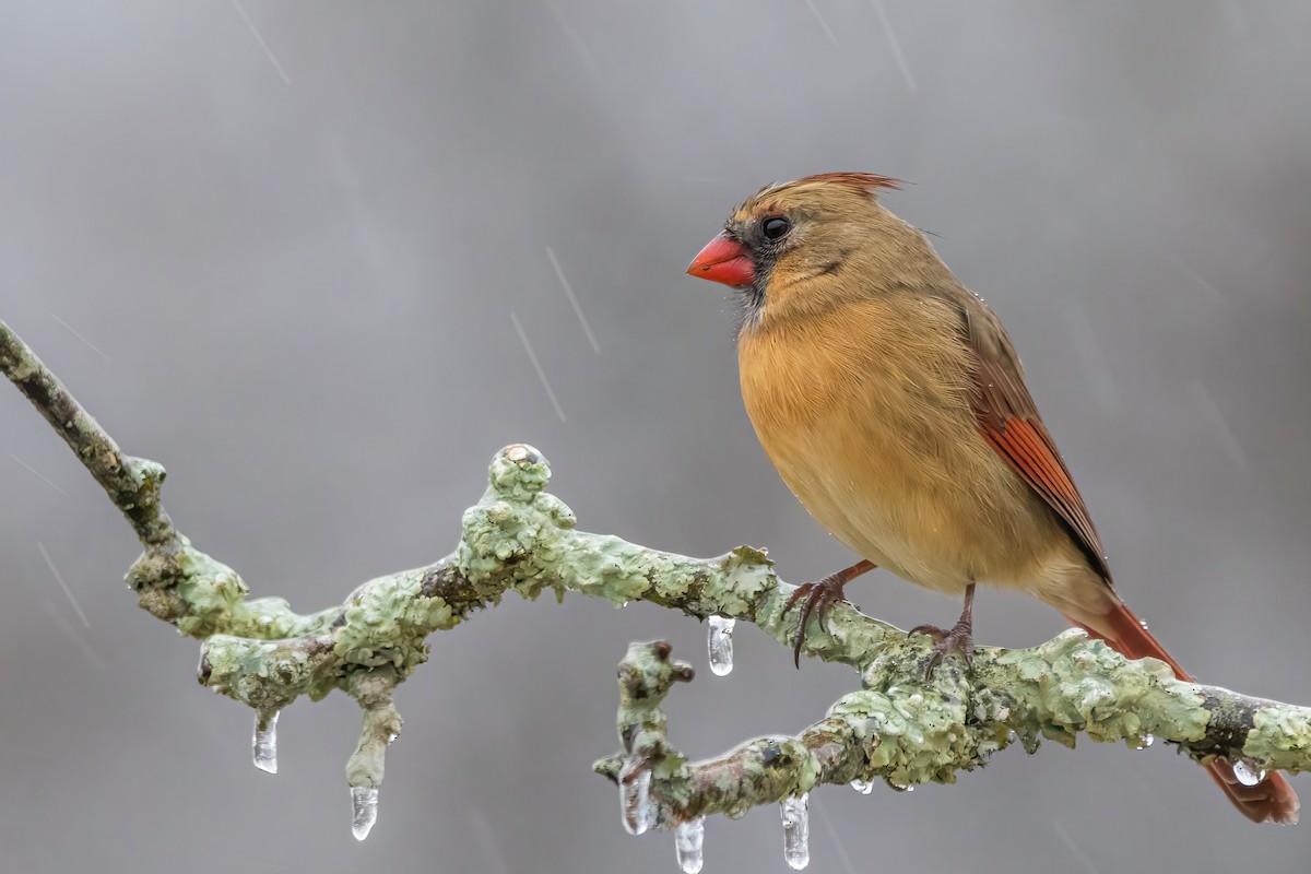 Northern Cardinal - ML293241441