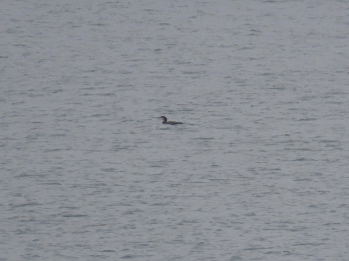 Common Loon - David Campbell