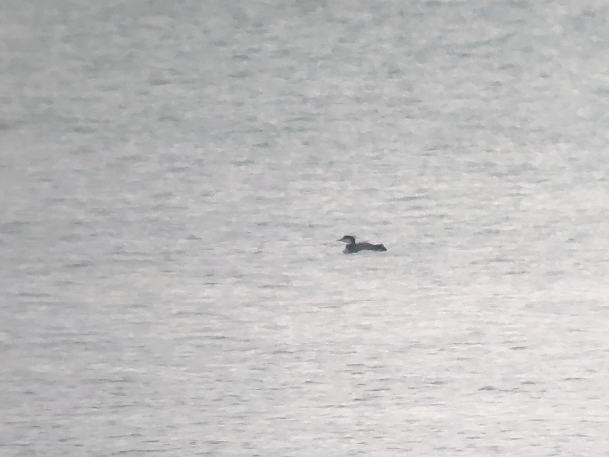 Common Loon - David Campbell