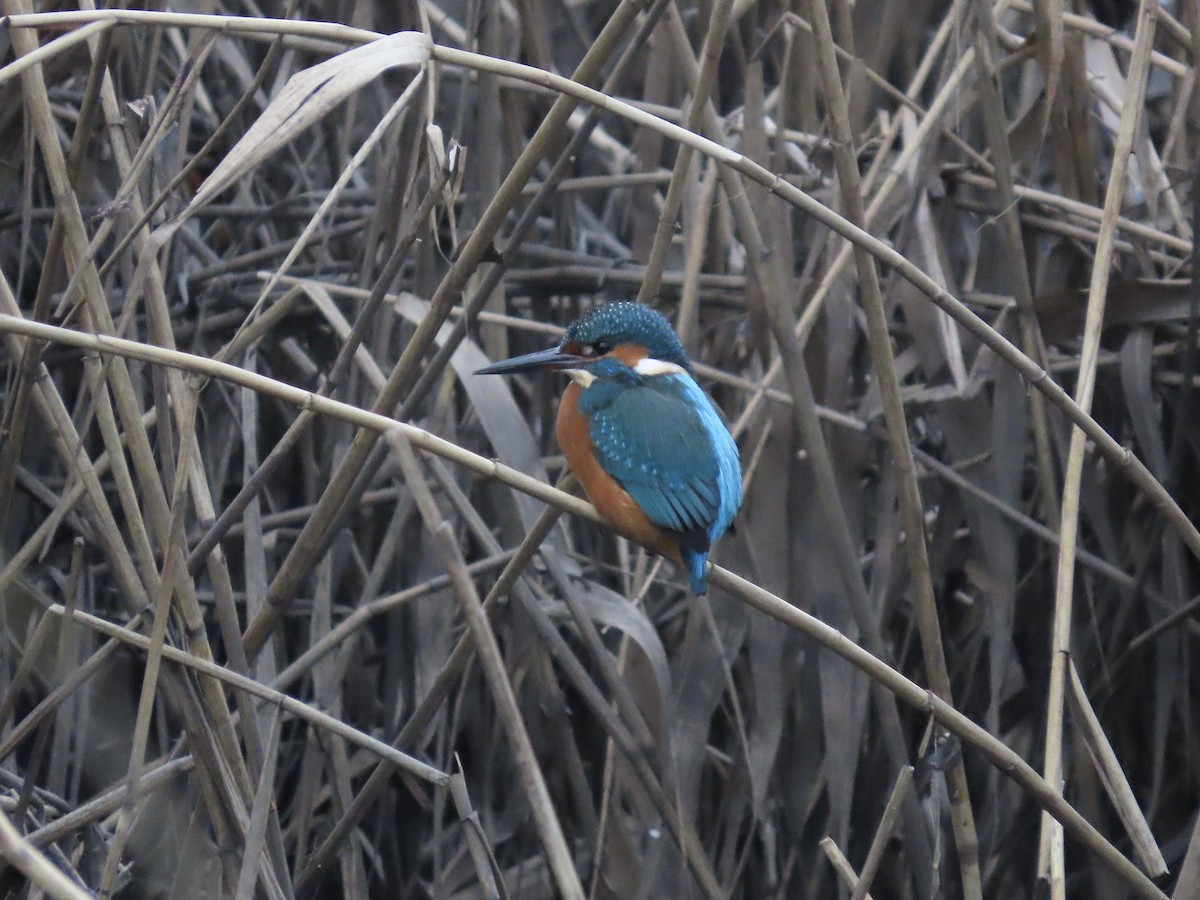 Common Kingfisher - David Campbell