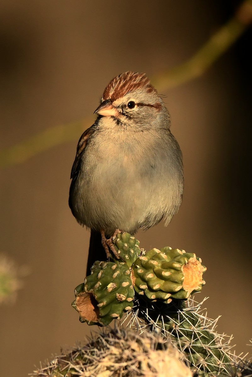 Rufous-winged Sparrow - Tony Battiste