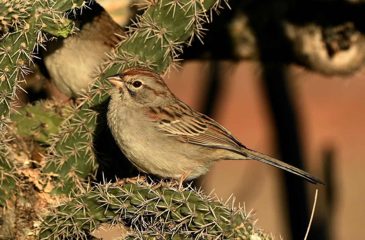 Rufous-winged Sparrow - Tony Battiste