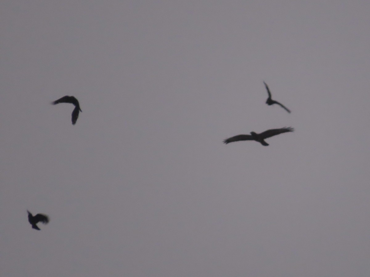 Common Buzzard - David Campbell