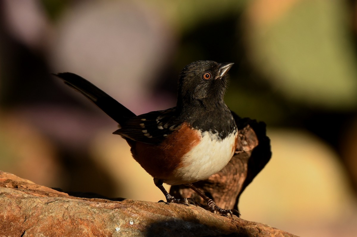 Spotted Towhee - ML293243131