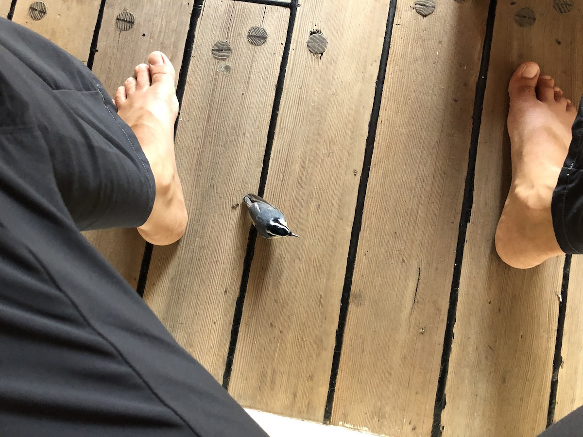 Red-breasted Nuthatch - ML293243391