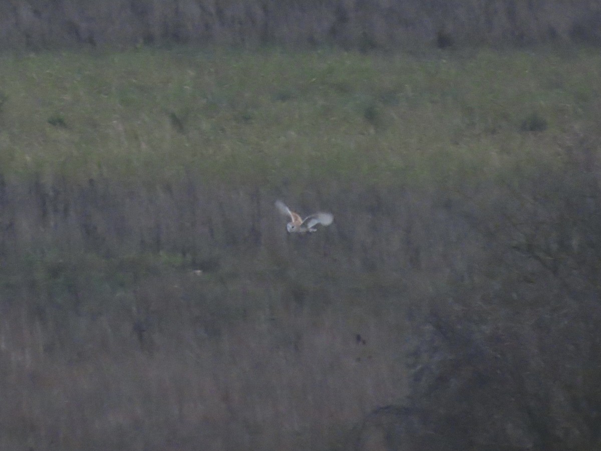 Western Barn Owl - David Campbell