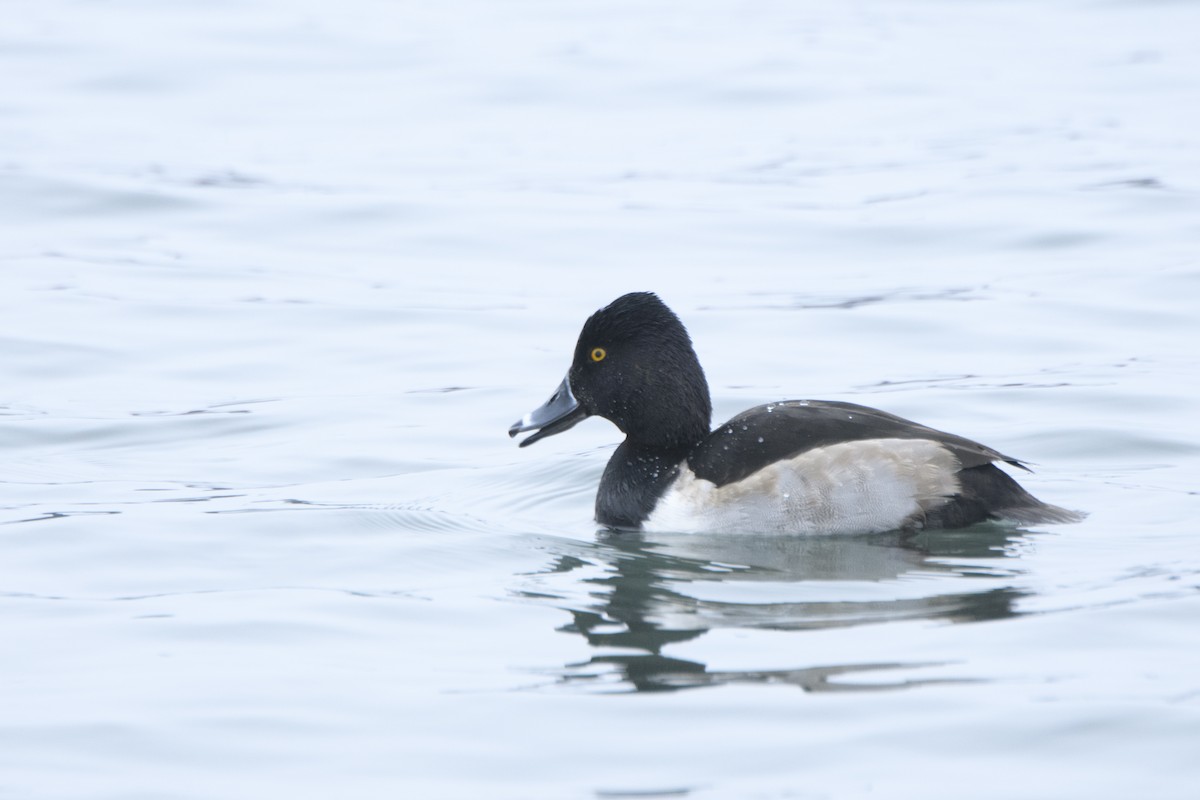 Ring-necked Duck - ML293243911