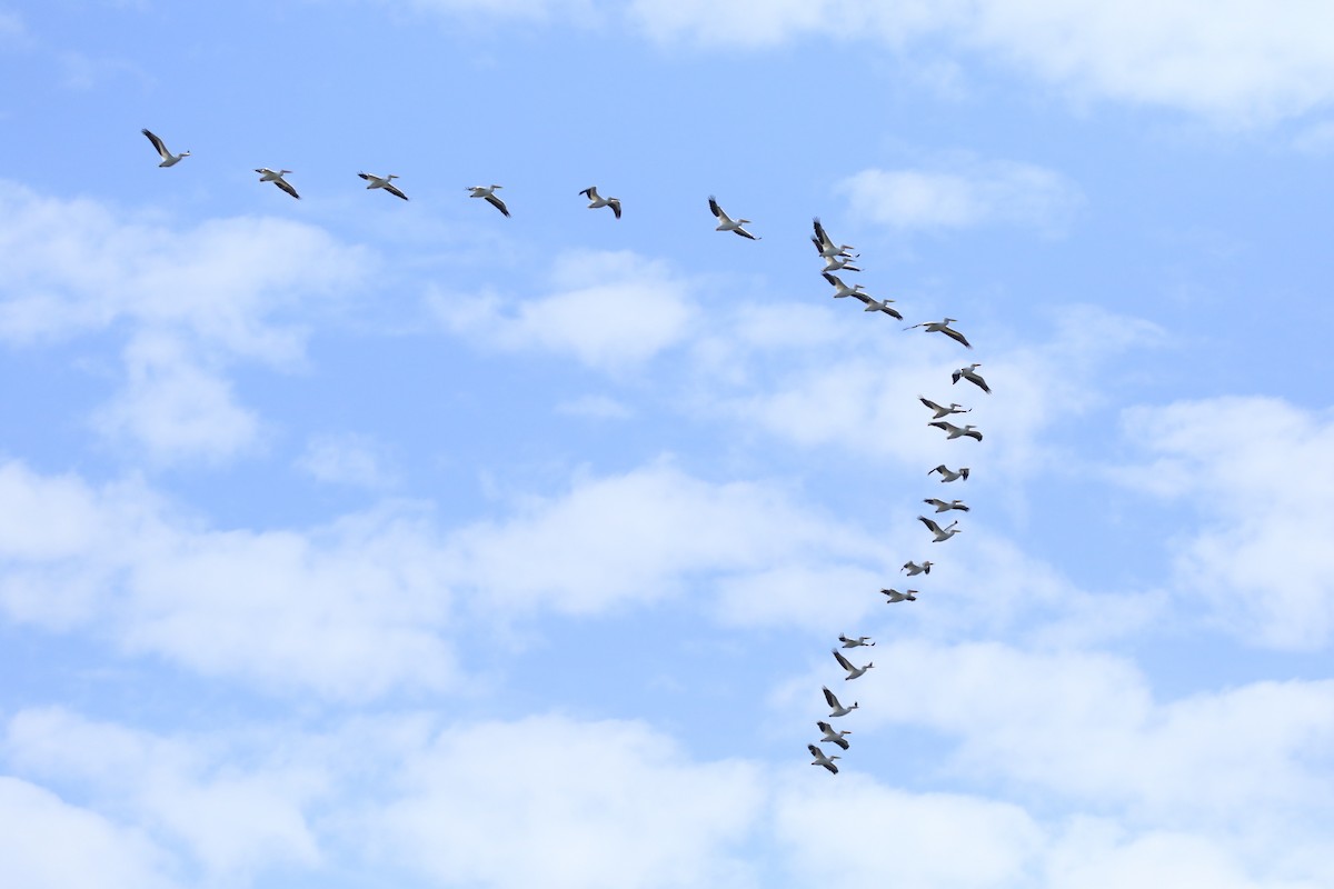 American White Pelican - ML293244041