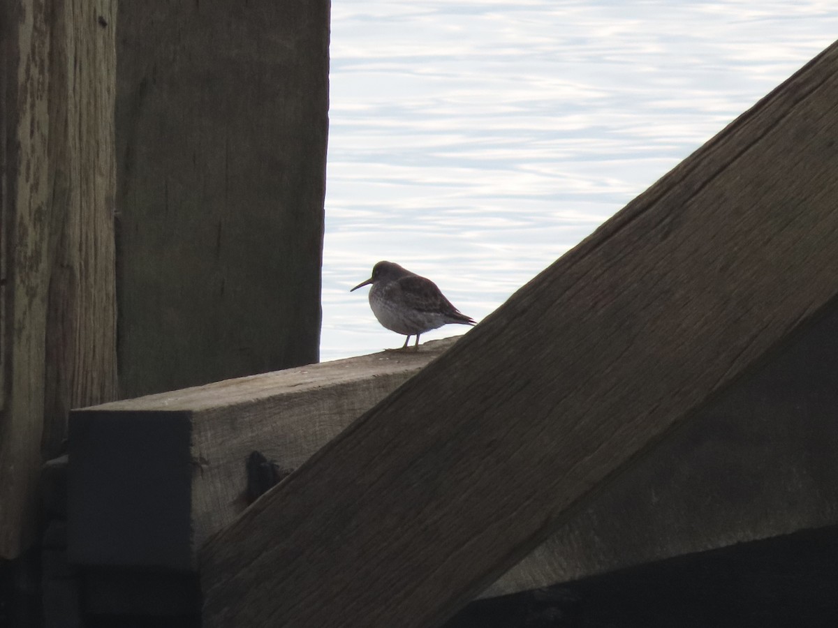 Purple Sandpiper - David Campbell