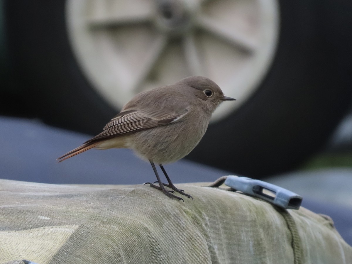 Black Redstart - David Campbell