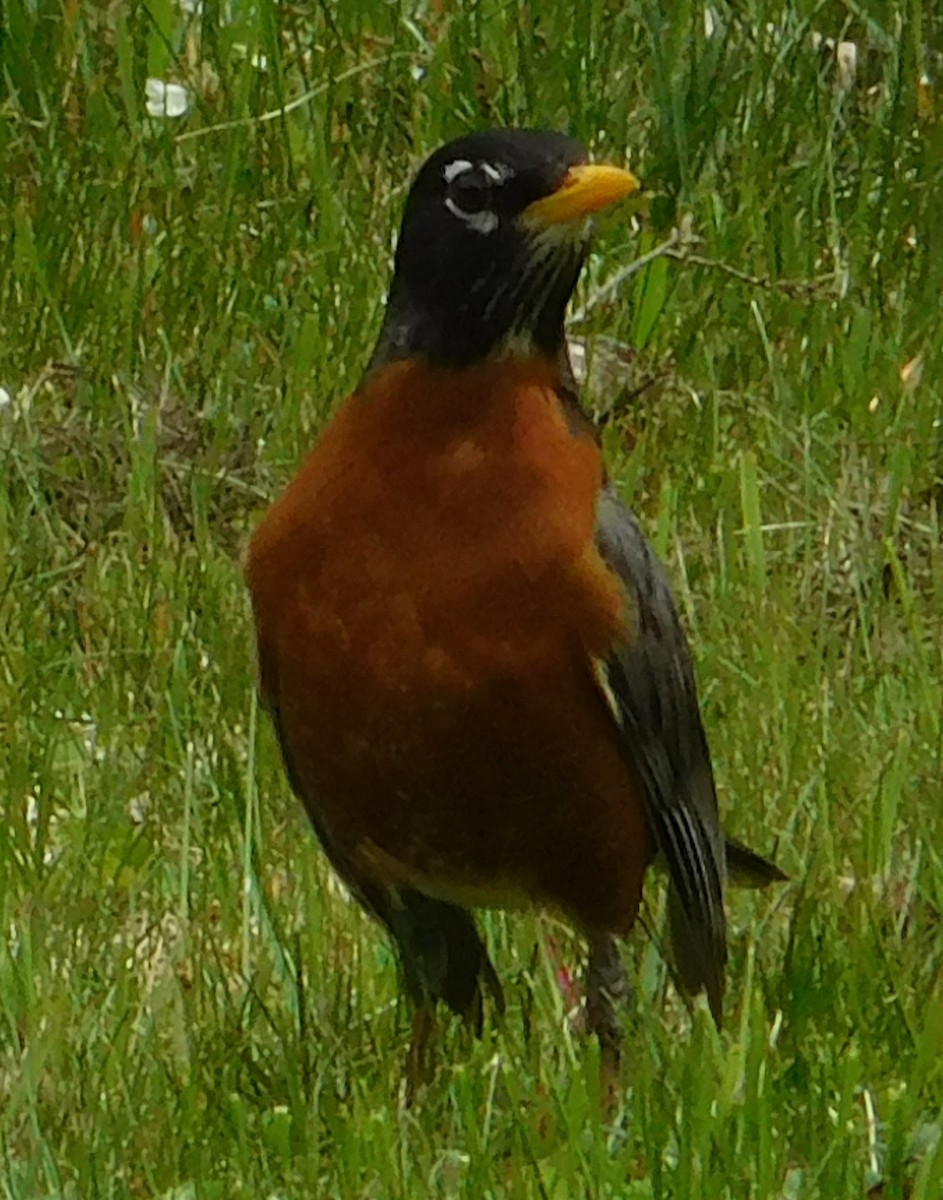 American Robin - ML29324521