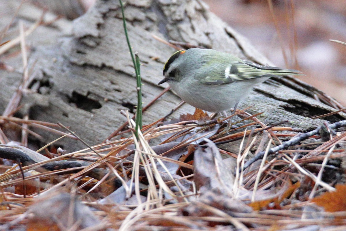 Golden-crowned Kinglet - ML293245491