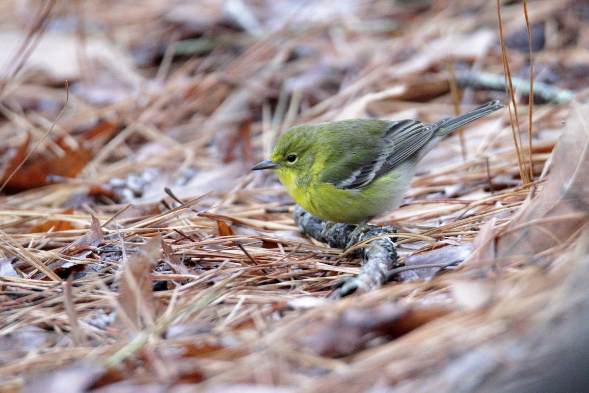 Pine Warbler - Mel Green