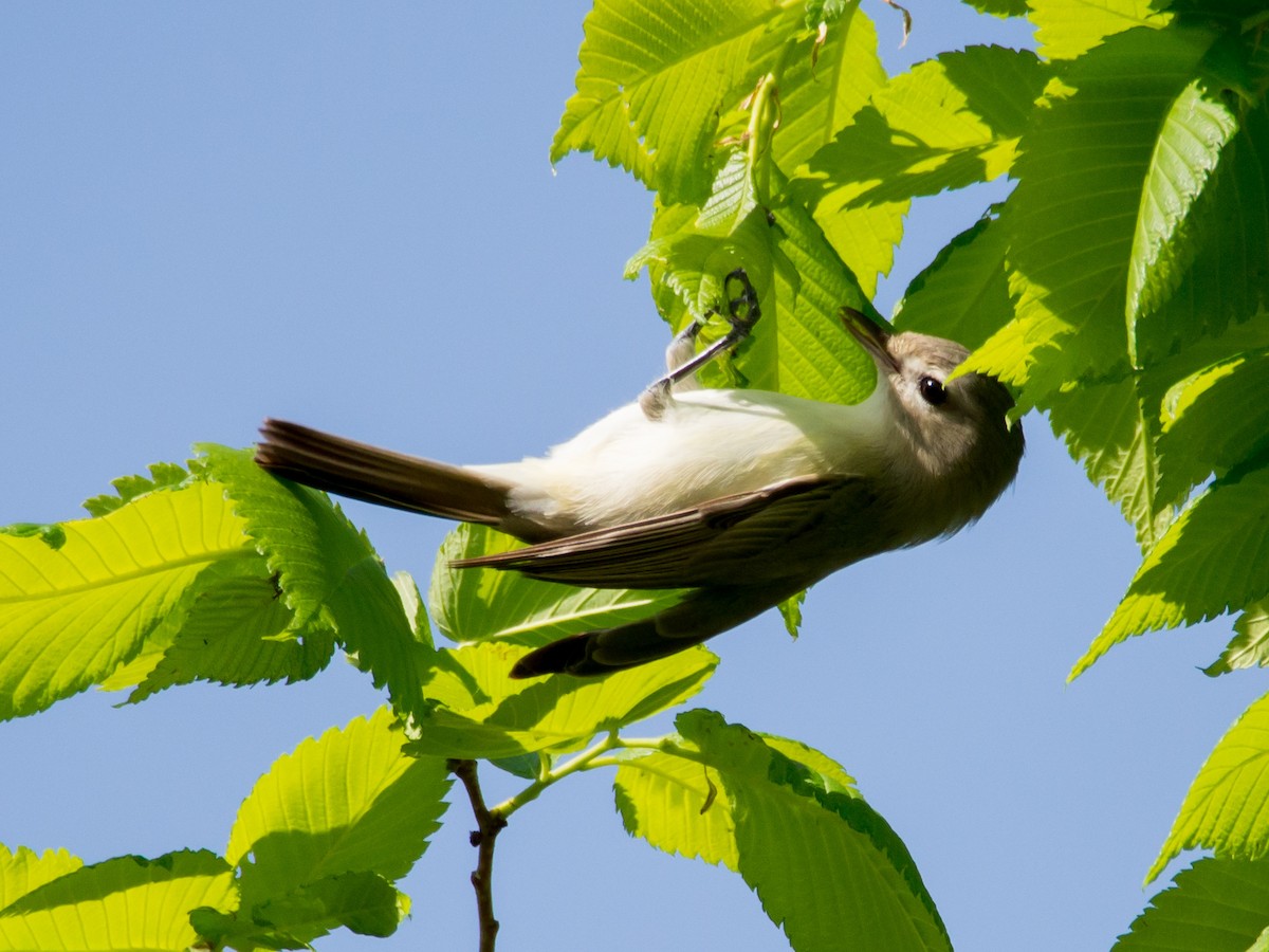 Warbling Vireo - ML29324681