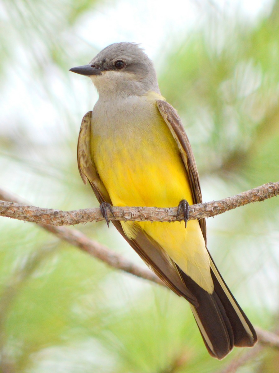 Western Kingbird - ML29324711