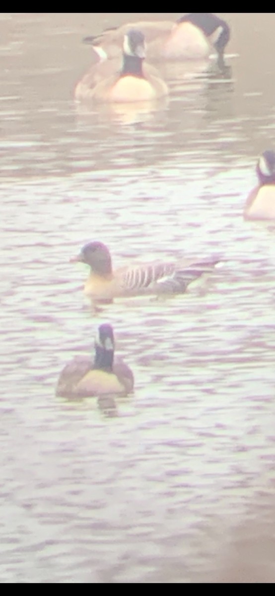 Pink-footed Goose - ML293248041