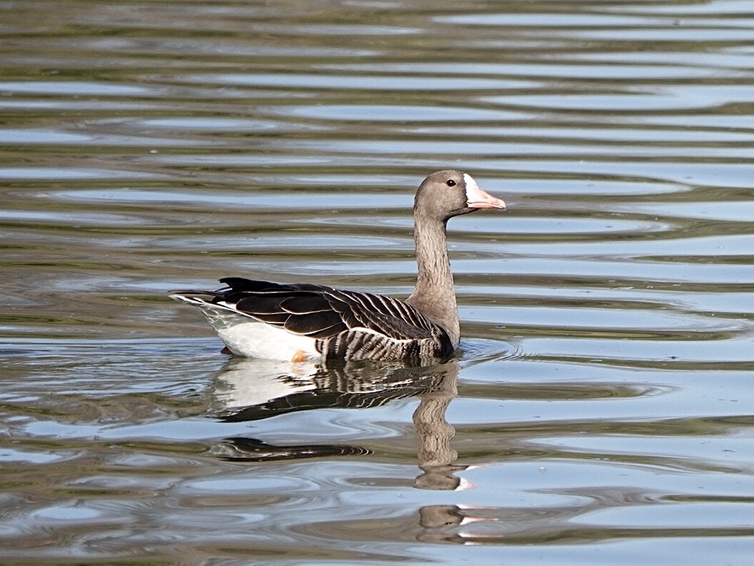 Greater White-fronted Goose - ML293248541