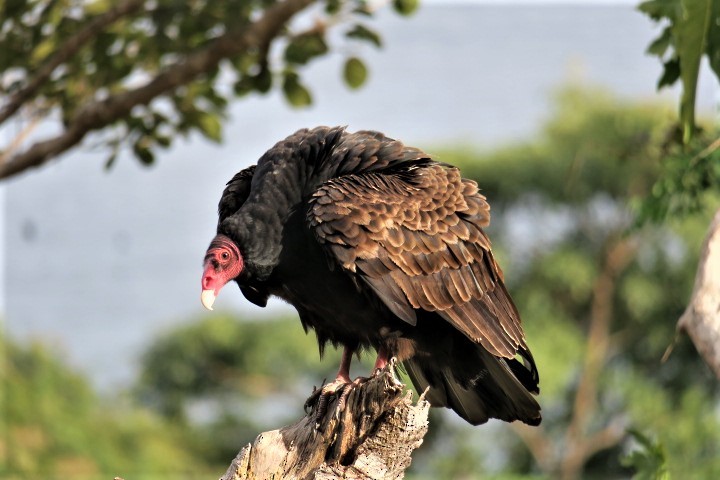 Turkey Vulture - ML293252071