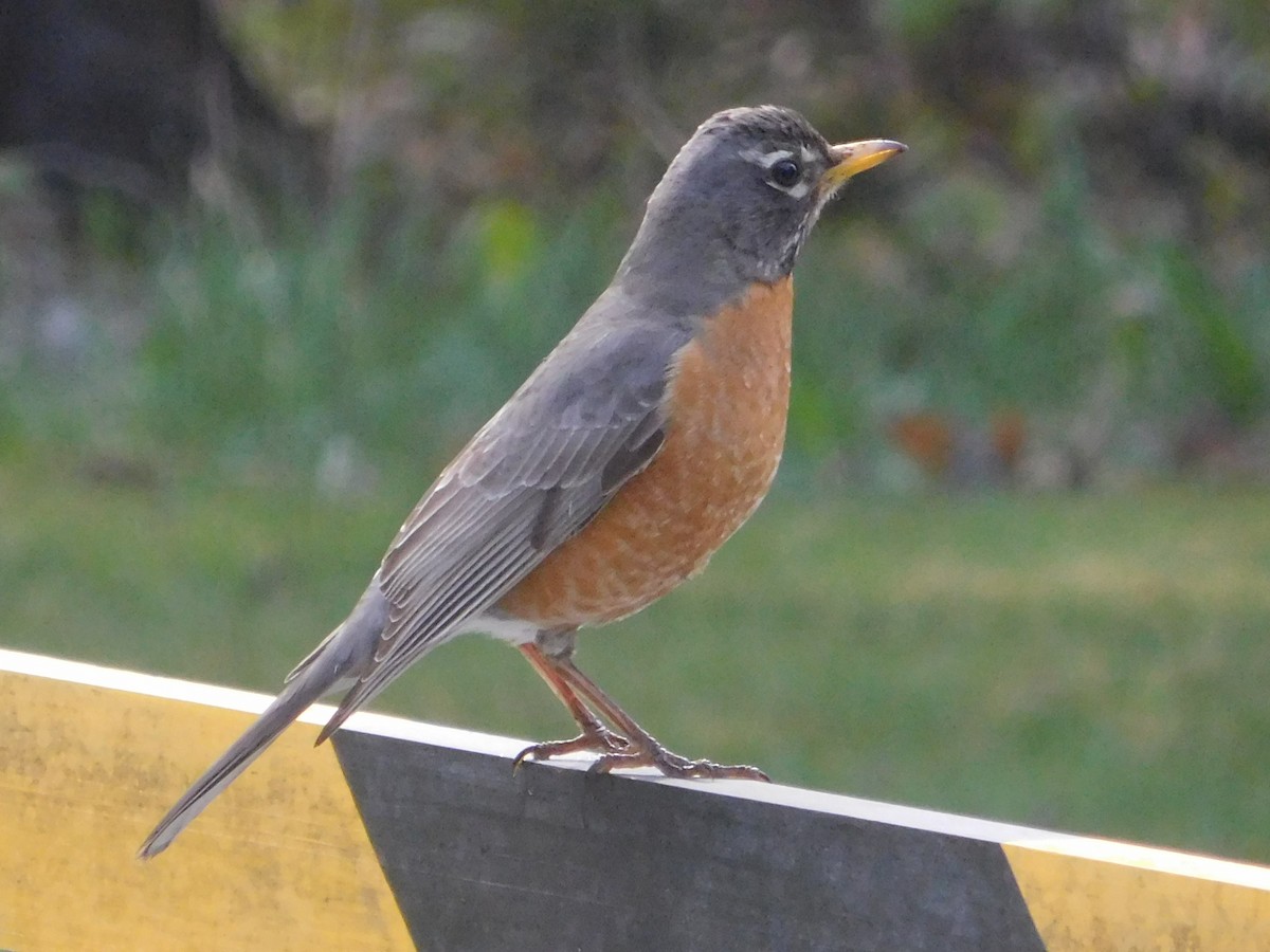 American Robin - DJ Thibado