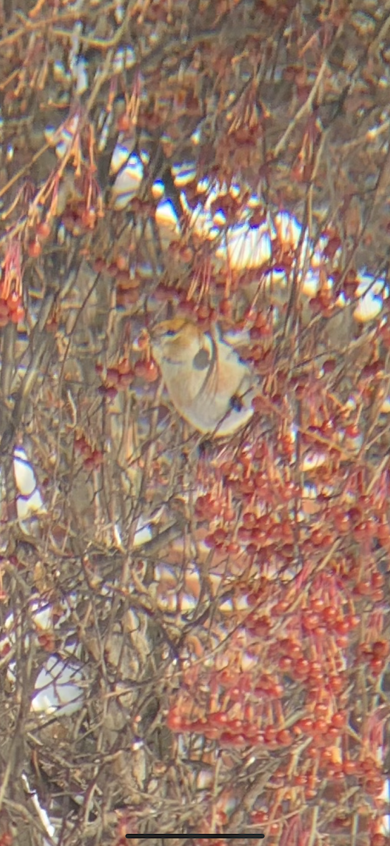 Pine Grosbeak - ML293252991