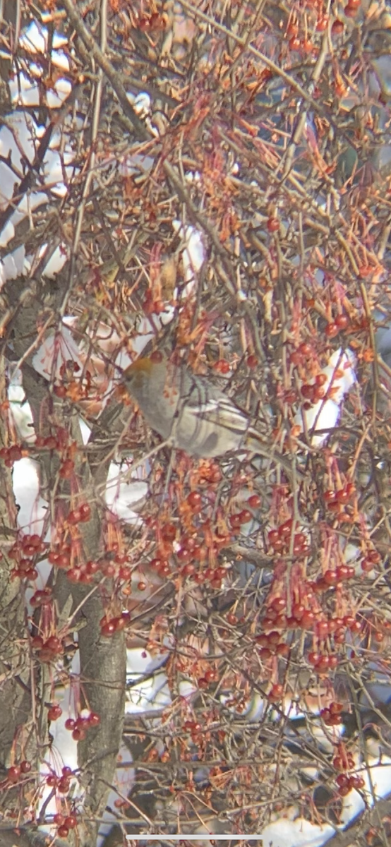 Pine Grosbeak - ML293253011