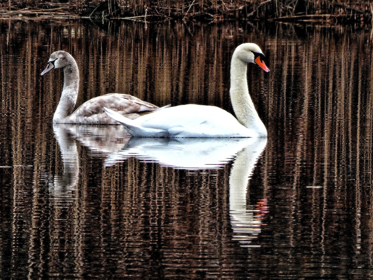 Mute Swan - Robert Erickson