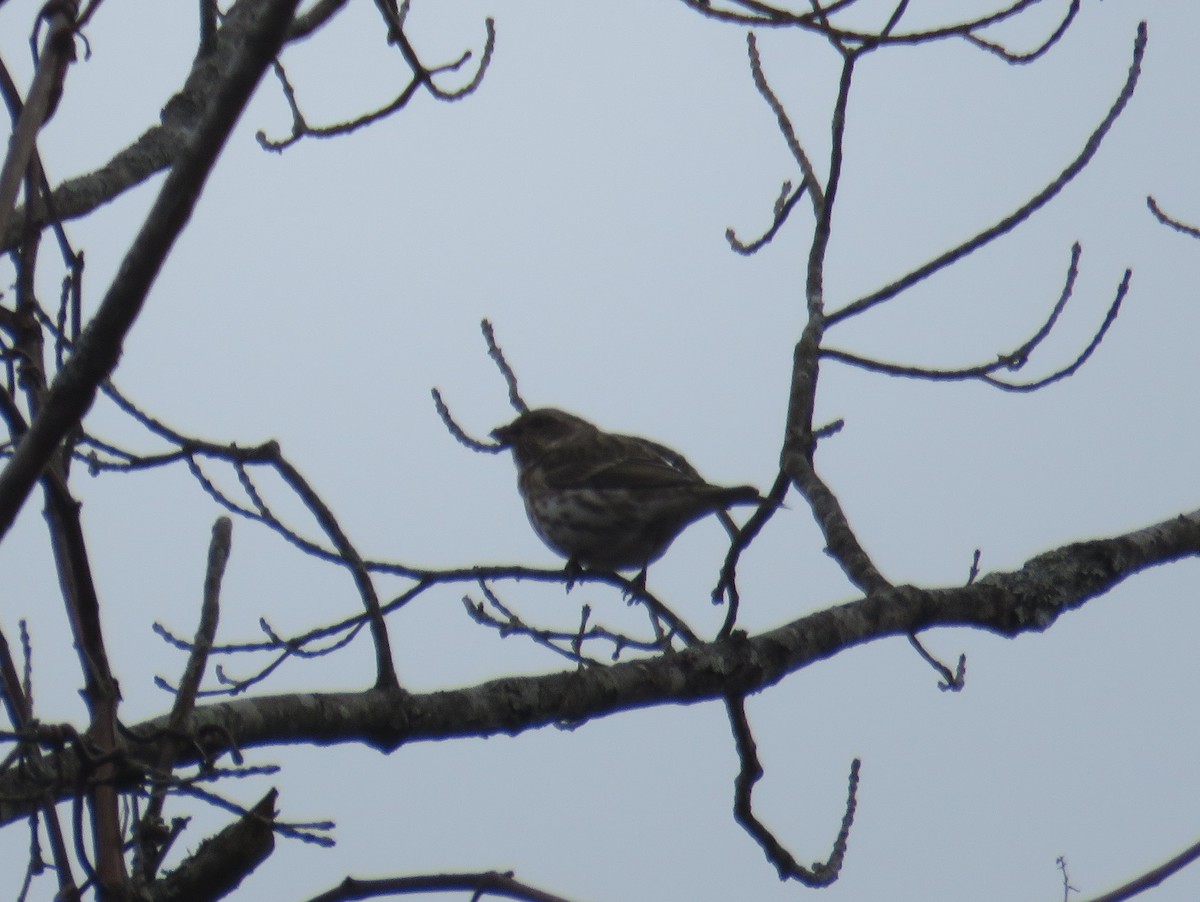 Purple Finch - Mary Ess-Why