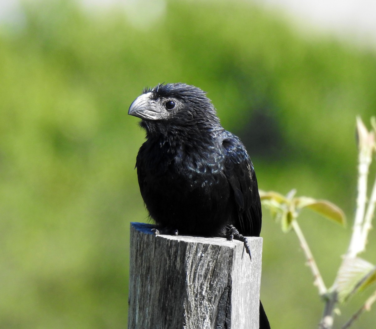 Groove-billed Ani - Andy Ruiz Peña