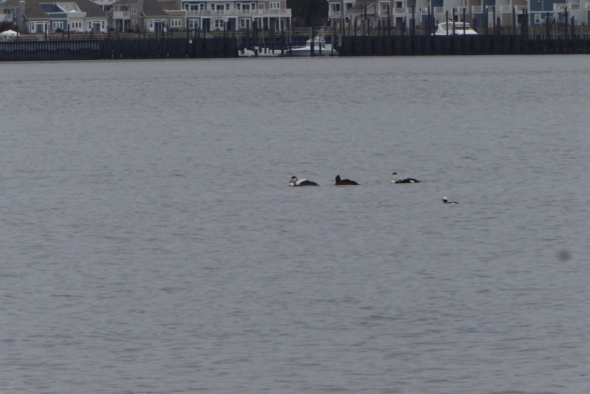 Common Eider - ML293256311