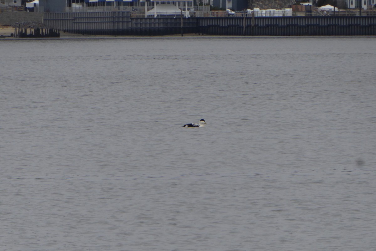 Common Eider - ML293256621