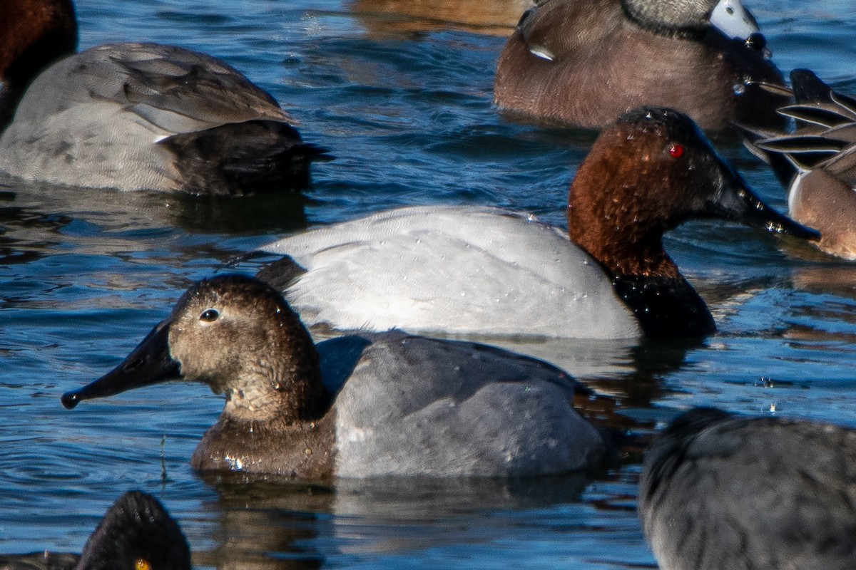 Canvasback - ML293256911