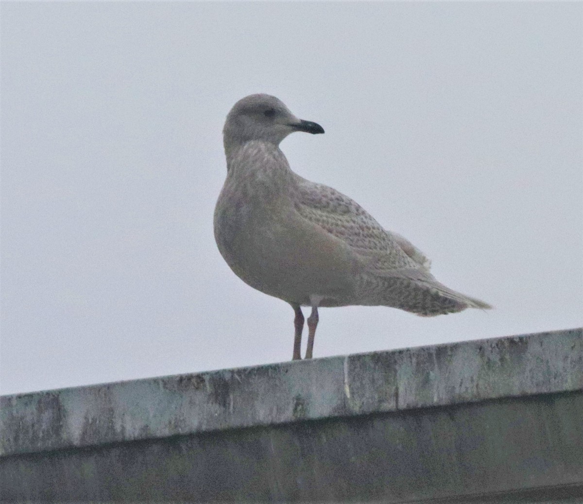 Iceland Gull (kumlieni) - ML293259001