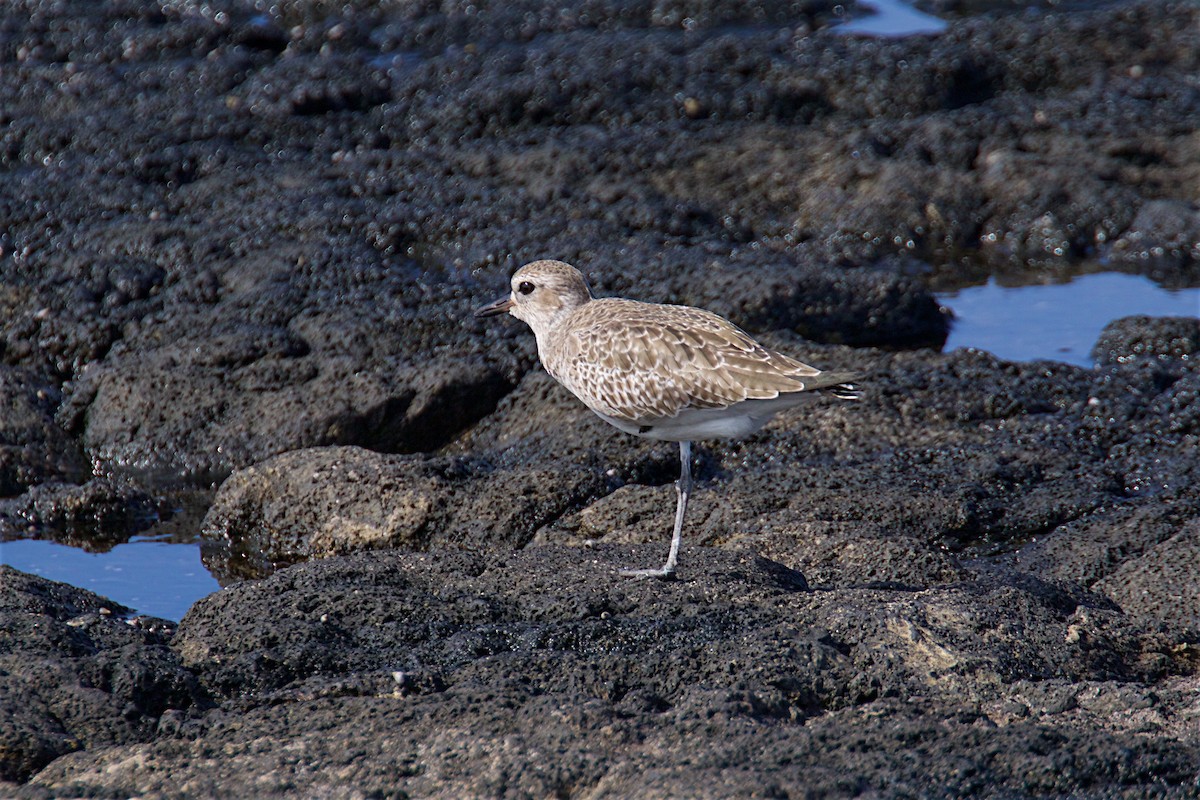 Black-bellied Plover - Reginald  David