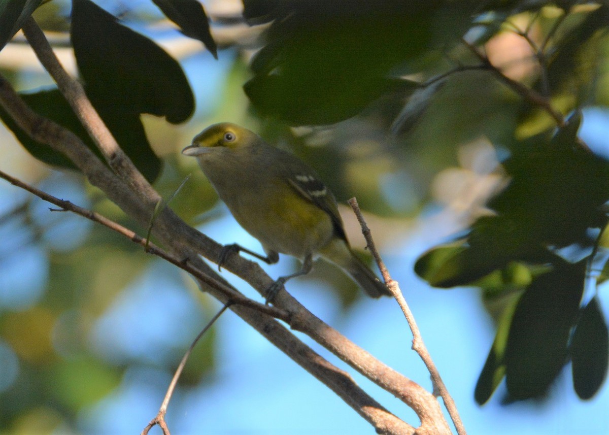 Ak Gözlü Vireo - ML293260181