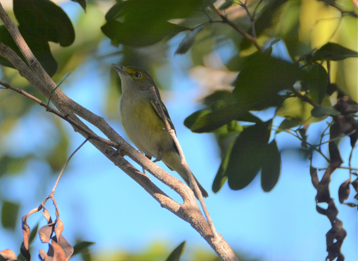 Ak Gözlü Vireo - ML293260201