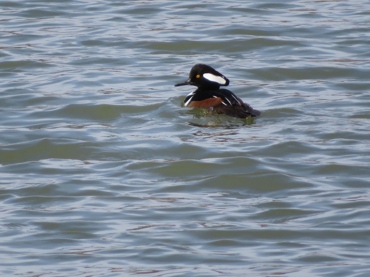 Hooded Merganser - ML293260241